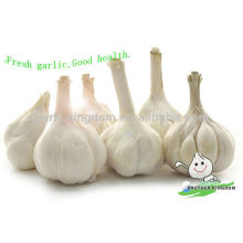 Garlic Hometown Low Price Natural White Fresh Garlic For Health Benefits